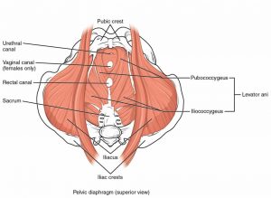 How to make the glans thicker and bigger: scientifically exercise your ejaculation muscles 1